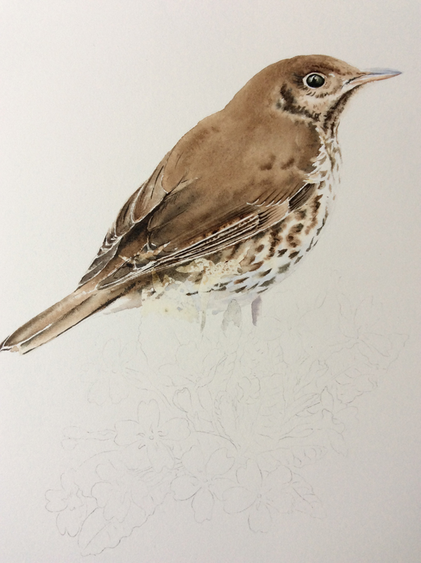 song thrush